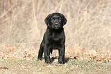 LABRADOR 1130